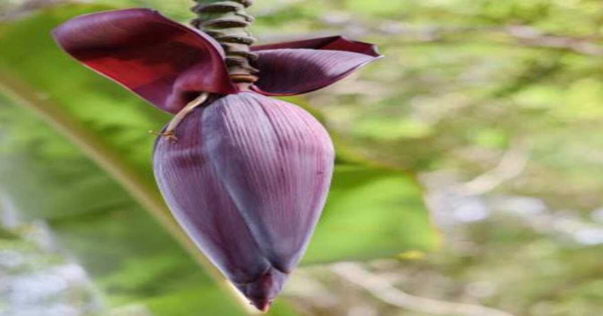 Banana flower health benefits