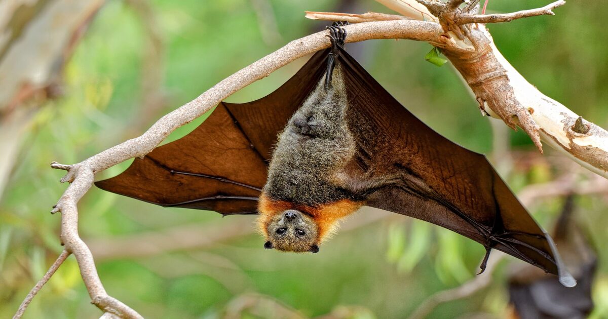 Bat Protein