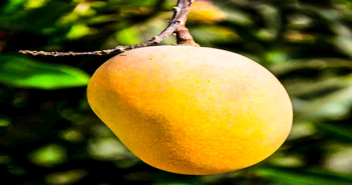 Mango