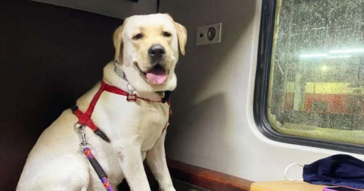 Rail ticket for pets