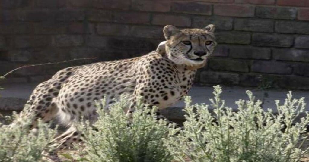 South African Cheetah Dies