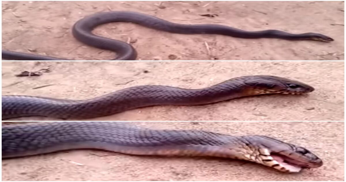 Dangerous snake viral video