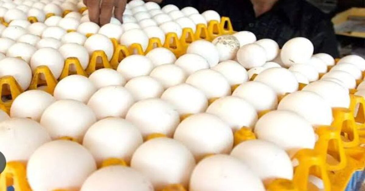 Egg price hike