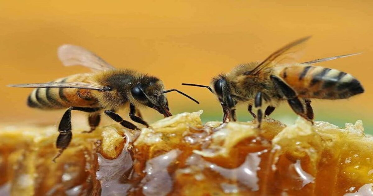 Honey Bees Theft