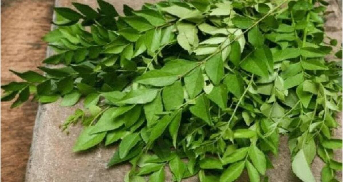 Curry Leaves