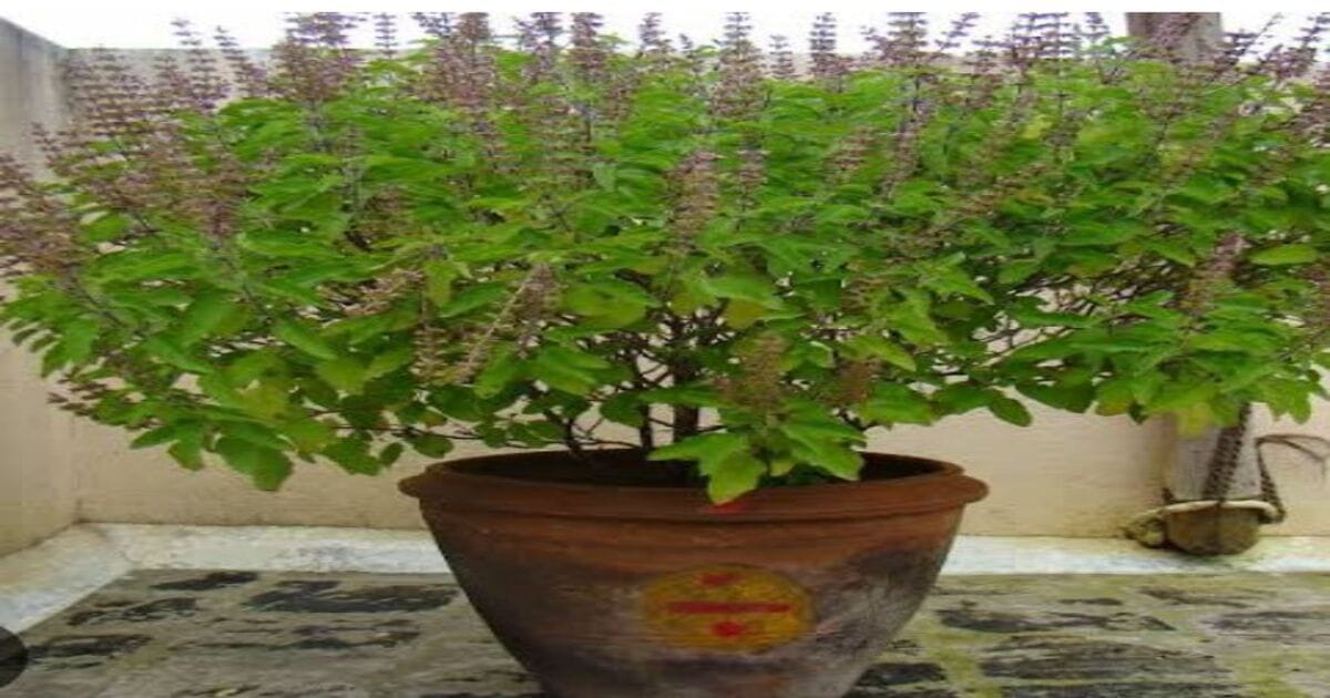 Tulsi Growing Rules