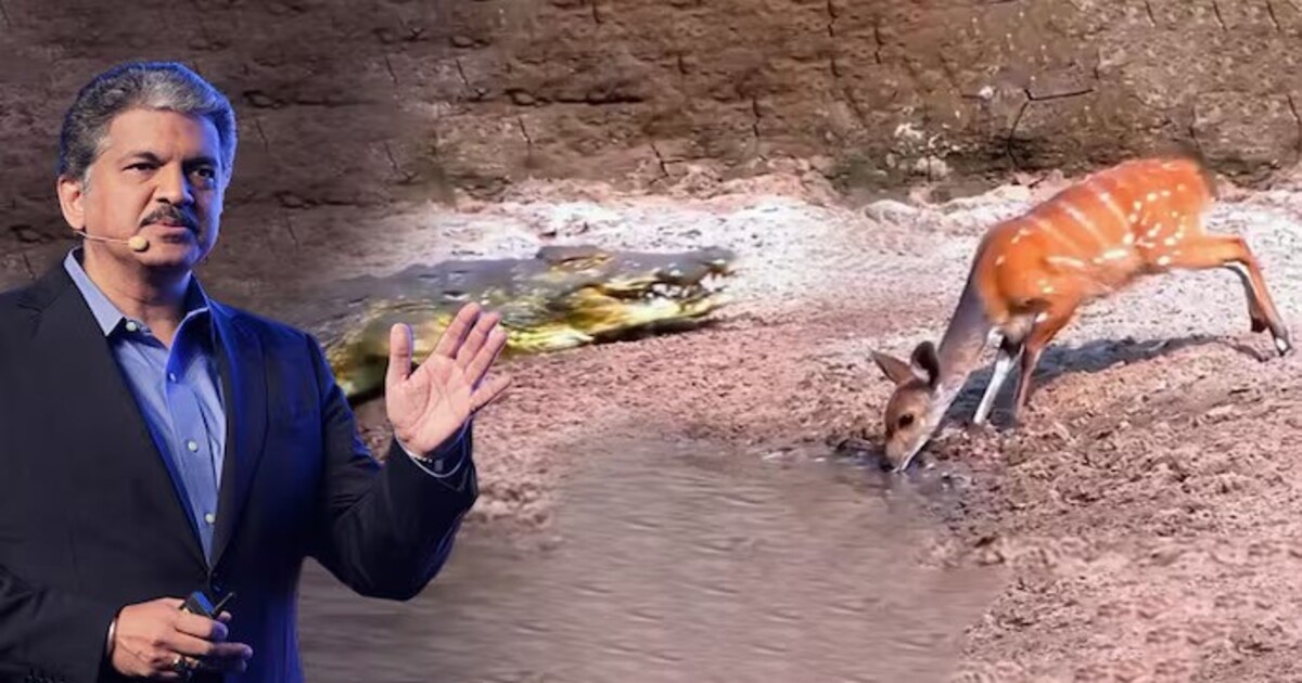 Deer crocodile Viral Video