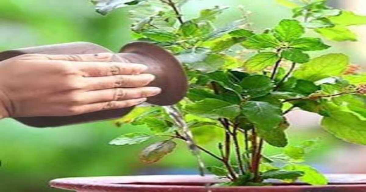 Tulsi pooja