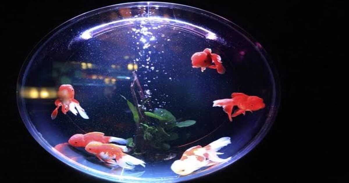 Vastu for fish aquarium