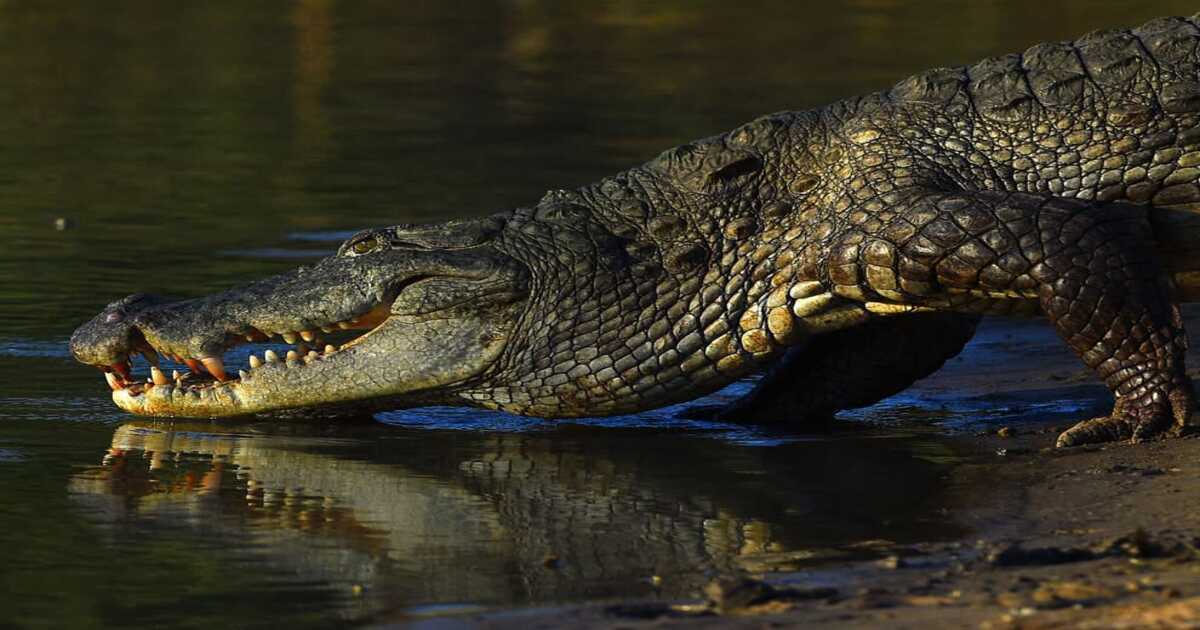 Virgin crocodile give birth