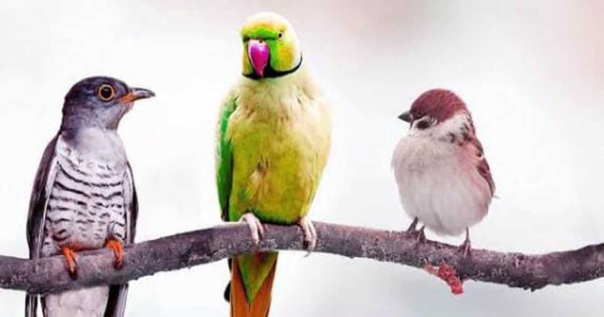 Birds Vastu