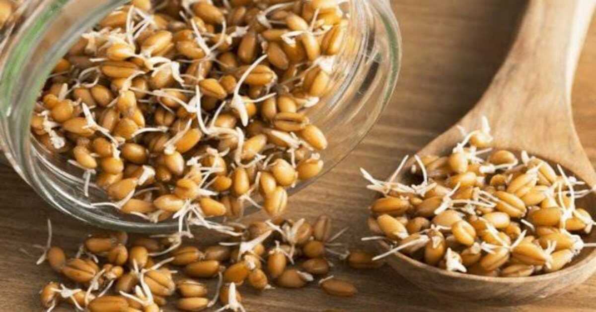 Sprouted Wheat Benefits