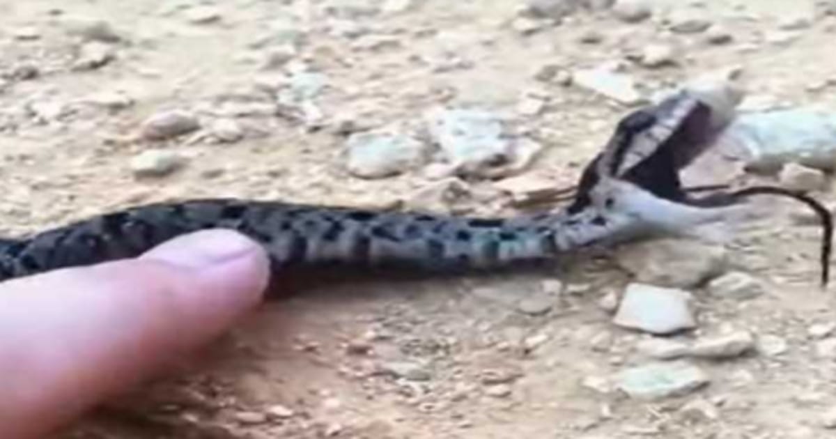 Laughing Snake video