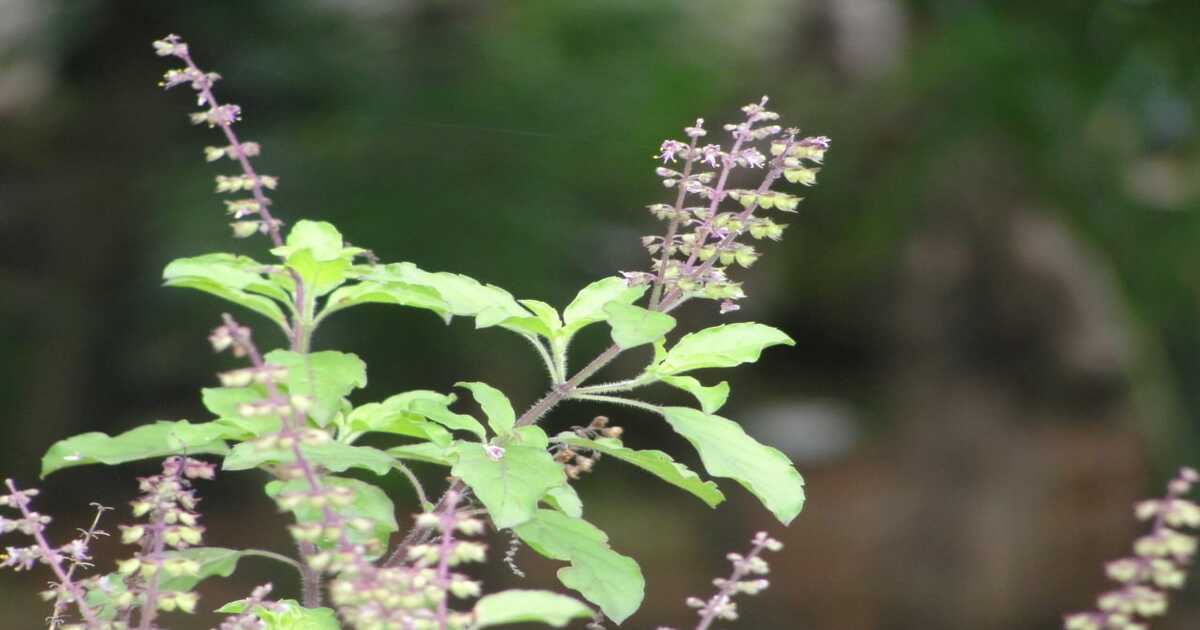 Tulsi plant