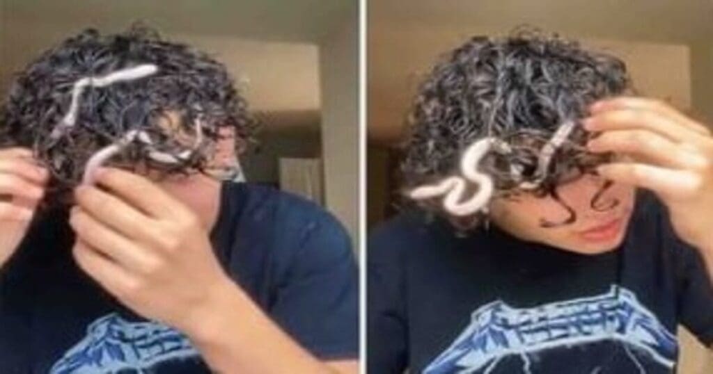 Snake Viral Video
