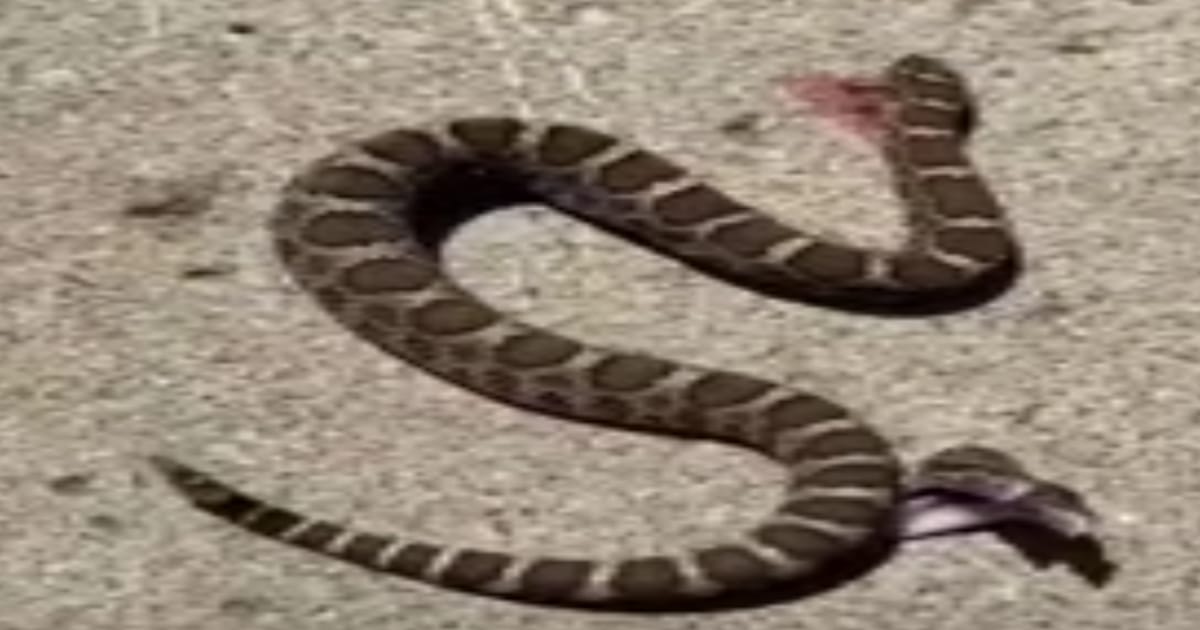 Snake Viral Video