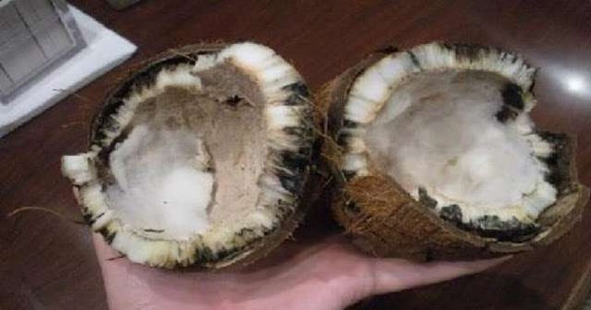 Rotten coconut in pooja