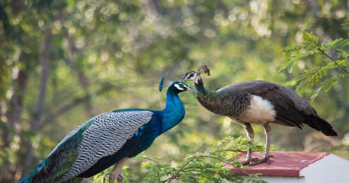 Peacock tears pregnant