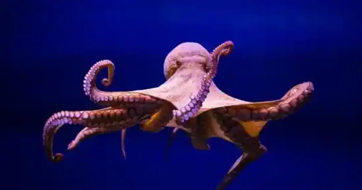 Octopus Stuck In Throat