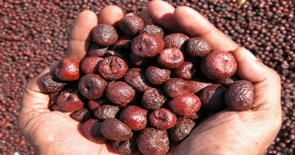 Arecanut price