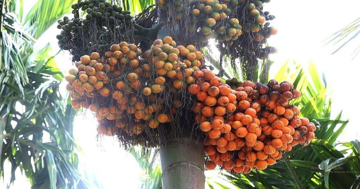 Arecanut price