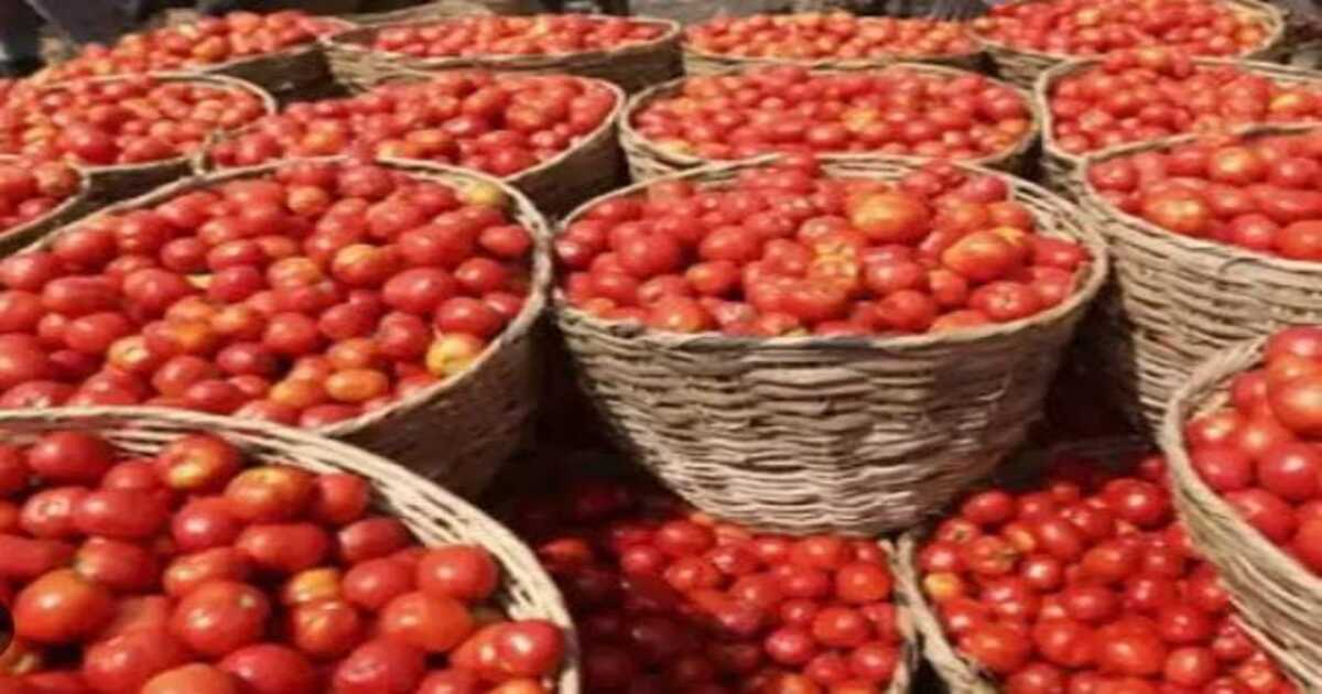 Tomato Price