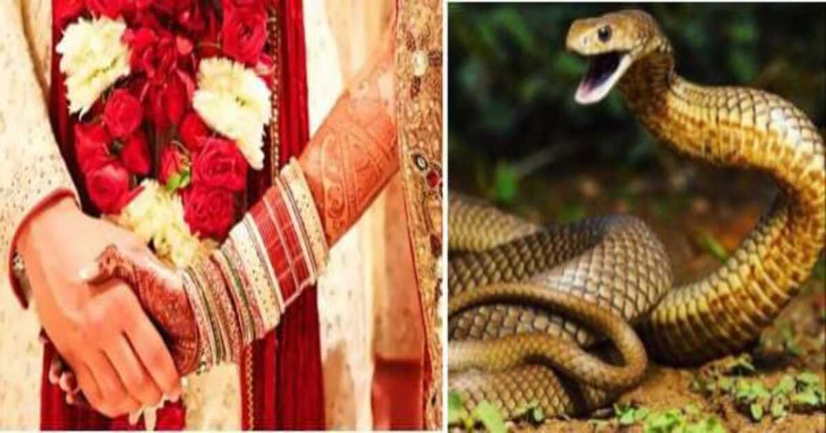 Snakes as Dowry in Chattisgarh