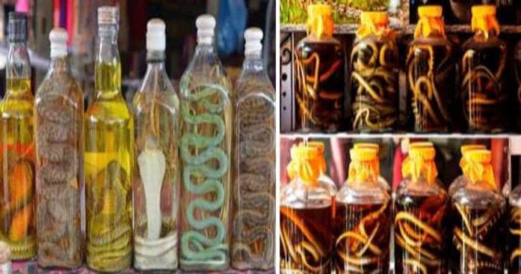 Snake wine