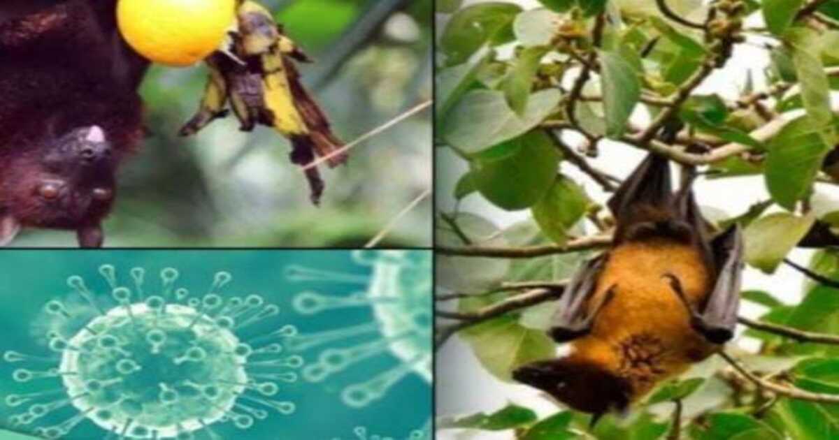 Nipah Virus