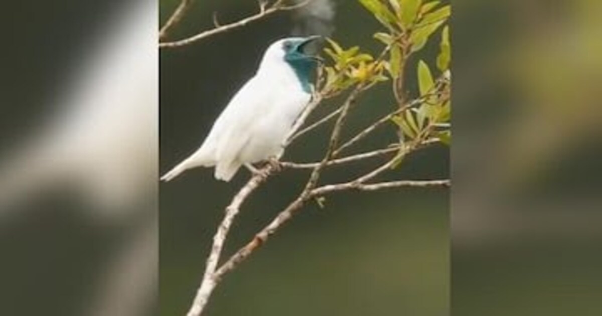 Smoking Bird