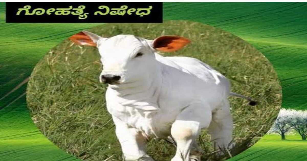 Cow slaughter