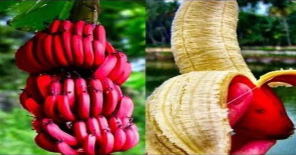 Red banana