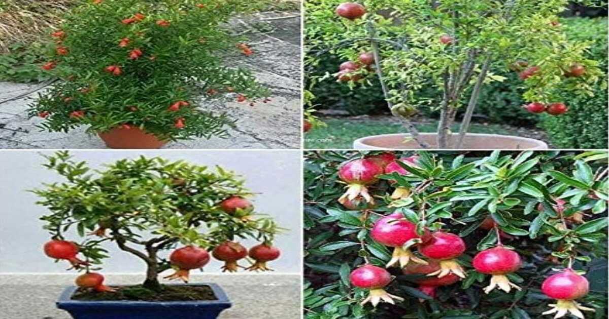 pomegranate plant