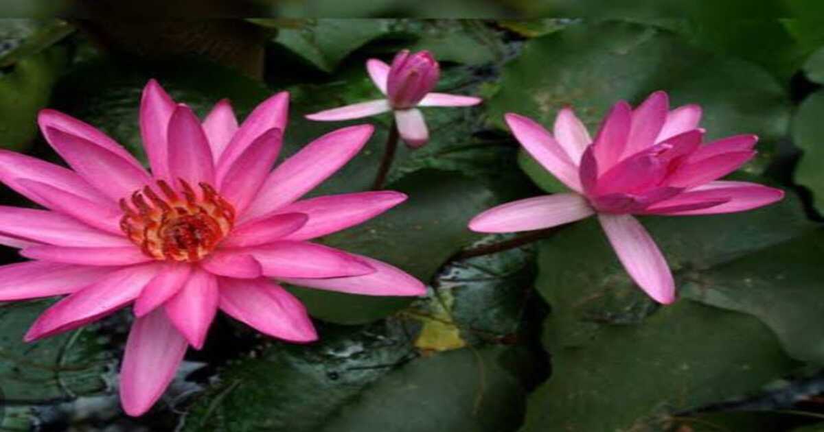 Lotus plant