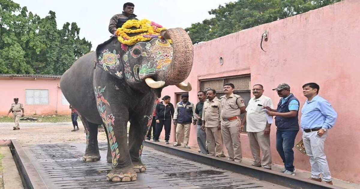 Dasara elephants