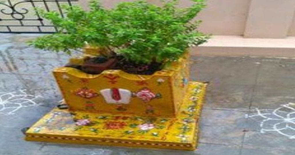 Tulasi Plant