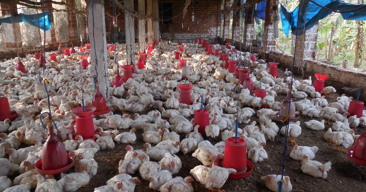 Tax on poultry farming
