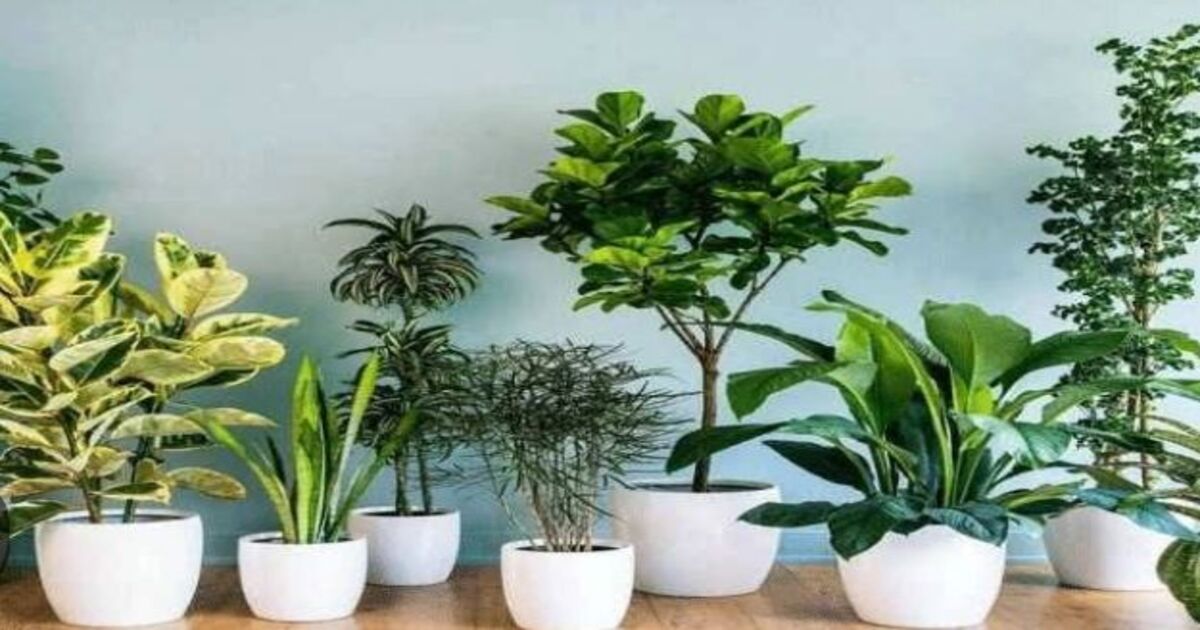 Plant tips