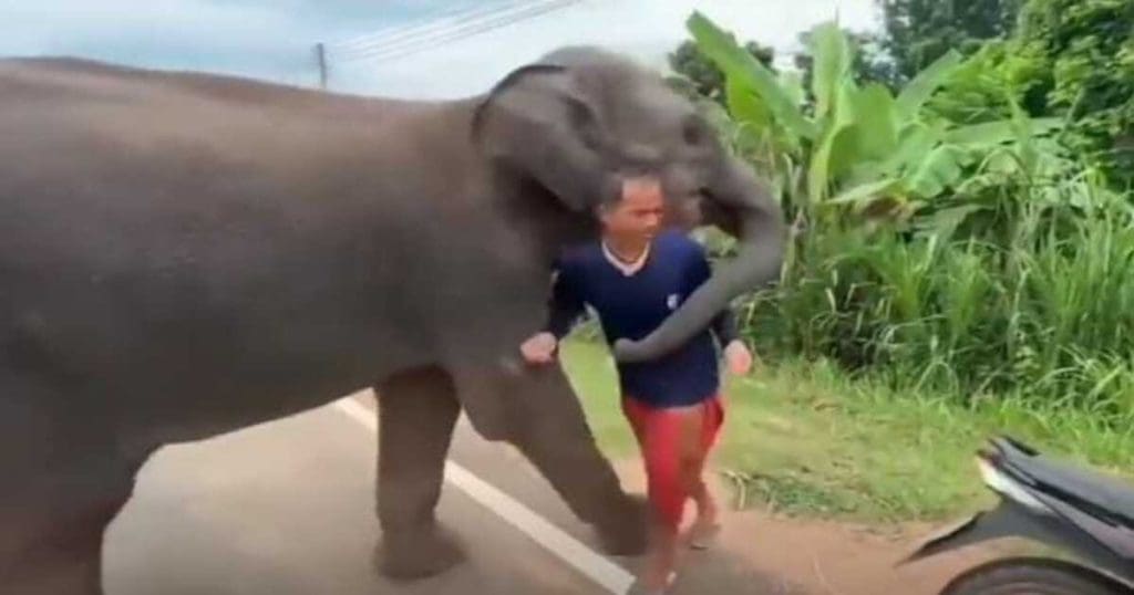 Elephant