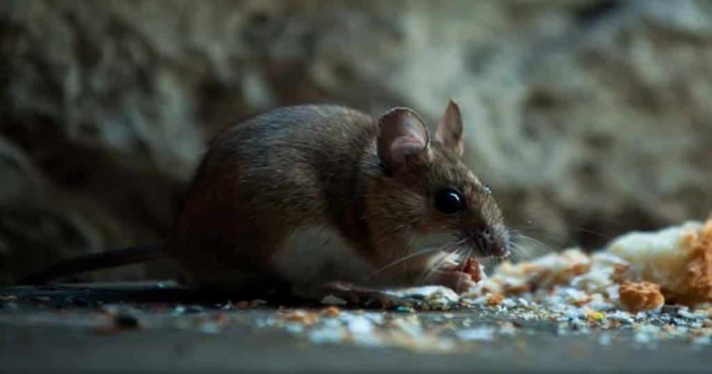 Rat bite