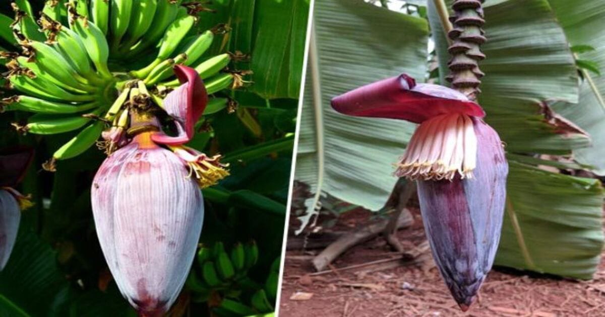 Banana Flower for Mens Health