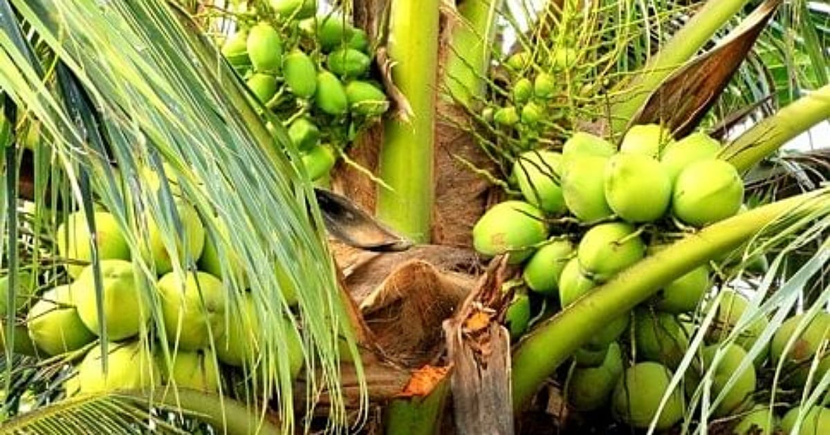 Coconut Growers
