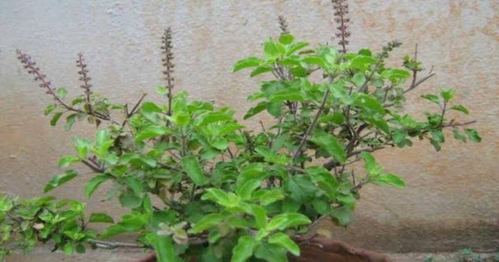 Basil Plant