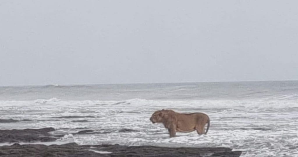 Lion in Beach