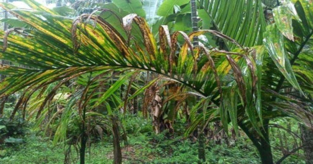 Arecanut leaf spot disease