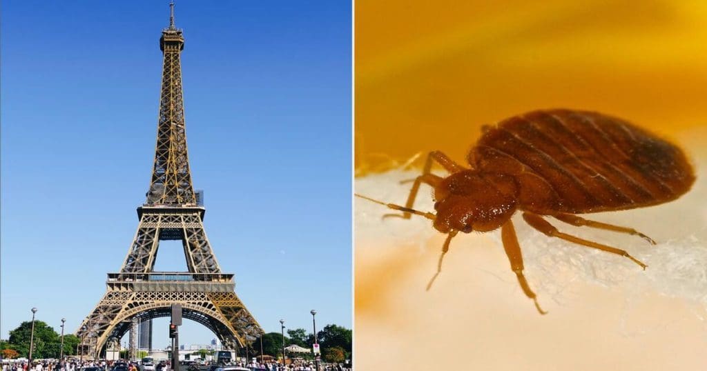 Bedbug at UK Hotel