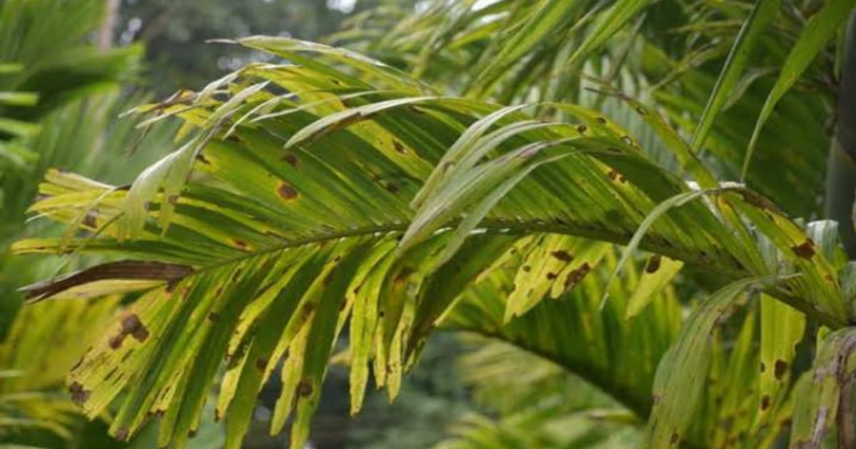 Arecanut Leaf Spot Disease