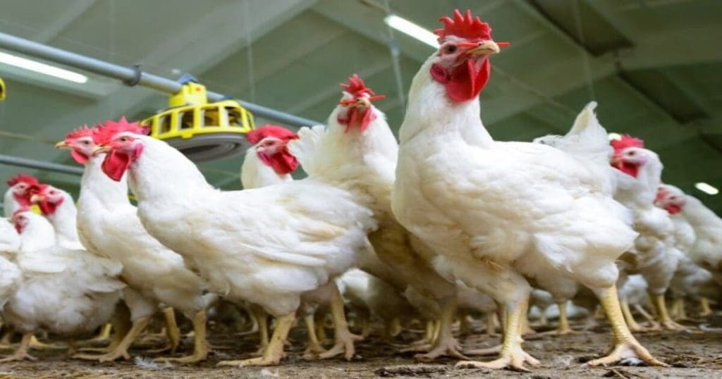 Poultry Farming