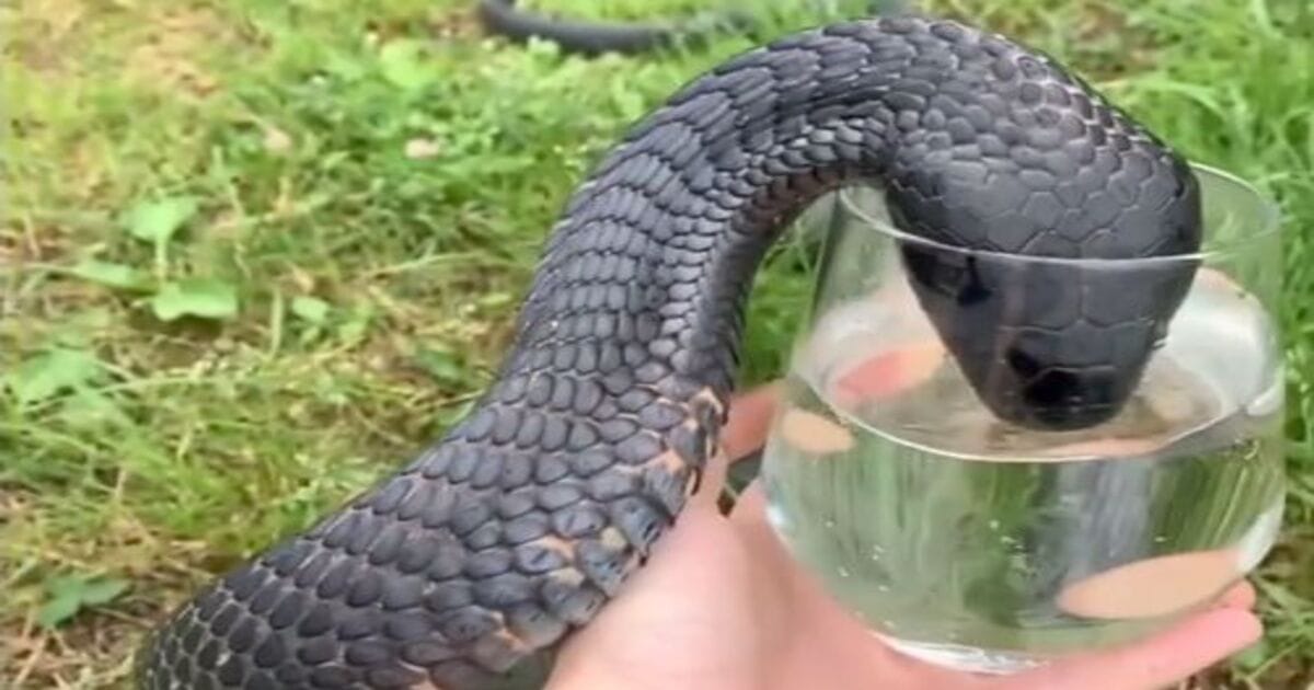 Snake Drinking water from Glass