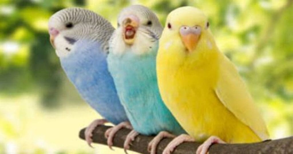 Lucky Bird Photo